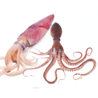 Mực – Bạch tuột