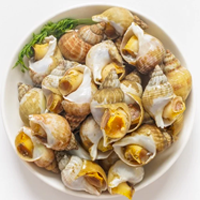 Các loại ốc sò