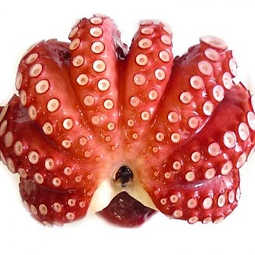 Râu Bạch Tuột đỏ Nhật