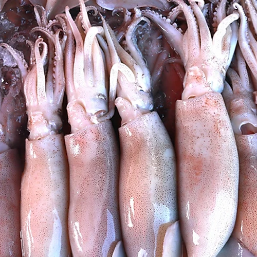 Mực Trứng (20-25 con/Kg)