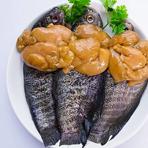 Cá Sặc Có Trứng